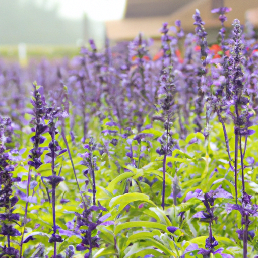 Manfaat Bunga Lavender 